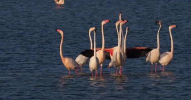 Fransa 'da Camargue' deki flört sırasında pembe flamingolar.