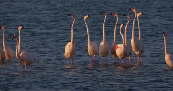 フランスのカマルグでの求愛中にピンクのフラミンゴ — ストック動画