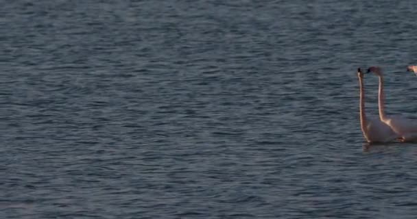 在法国坎普里求爱期间的粉红火烈鸟 — 图库视频影像