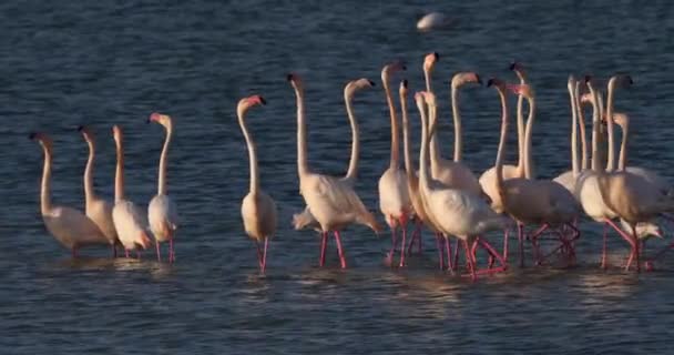 Pink Flamingos Courtship Camargue France — Stock Video