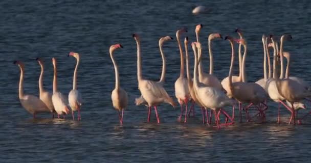 Růžoví Plameňáci Během Námluv Camargue Francie — Stock video