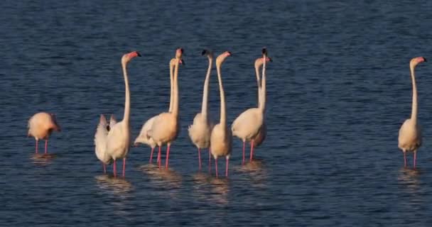 Rosafarbene Flamingos Beim Balzen Der Camargue Frankreich — Stockvideo