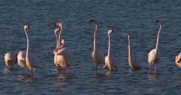 Różowe Flamingi Podczas Zalotów Camargue Francja — Wideo stockowe
