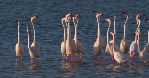 在法国坎普里求爱期间的粉红火烈鸟 — 图库视频影像