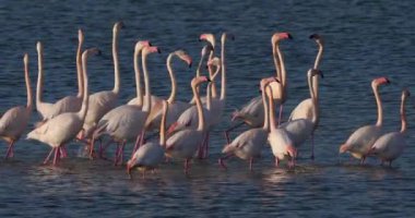 Fransa 'da Camargue' deki flört sırasında pembe flamingolar.