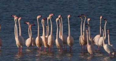 Fransa 'da Camargue' deki flört sırasında pembe flamingolar.