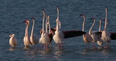 Fransa 'da Camargue' deki flört sırasında pembe flamingolar.