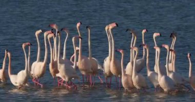 Fransa 'da Camargue' deki flört sırasında pembe flamingolar.
