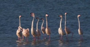 Fransa 'da Camargue' deki flört sırasında pembe flamingolar.