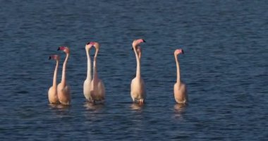 Fransa 'da Camargue' deki flört sırasında pembe flamingolar.