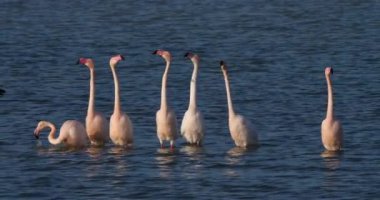 Fransa 'da Camargue' deki flört sırasında pembe flamingolar.