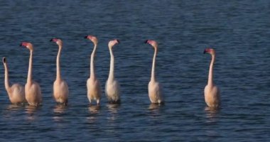 Fransa 'da Camargue' deki flört sırasında pembe flamingolar.