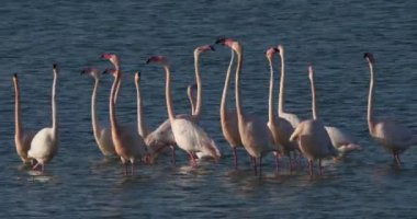 Fransa 'da Camargue' deki flört sırasında pembe flamingolar.