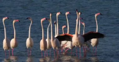 Fransa 'da Camargue' deki flört sırasında pembe flamingolar.
