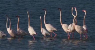 Fransa 'da Camargue' deki flört sırasında pembe flamingolar.