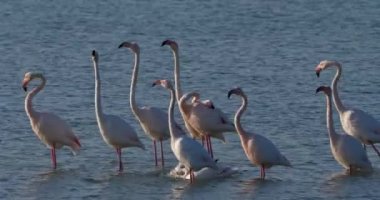 Fransa 'da Camargue' deki flört sırasında pembe flamingolar.