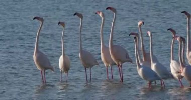 Fransa 'da Camargue' deki flört sırasında pembe flamingolar.
