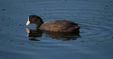 Avrasya tavuğu, Fulica atra, Occitanie, Fransa