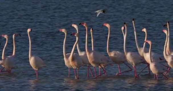 フランスのカマルグでの求愛中にピンクのフラミンゴ — ストック動画