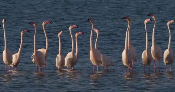 Růžoví Plameňáci Během Námluv Camargue Francie — Stock video