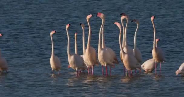 Rózsaszín Flamingók Udvarlás Során Camargue Franciaország — Stock videók