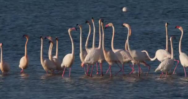 Flamencos Rosados Durante Cortejo Camarga Francia — Vídeo de stock