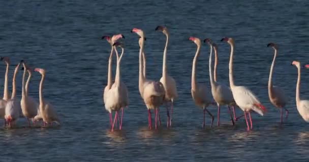Różowe Flamingi Podczas Zalotów Camargue Francja — Wideo stockowe