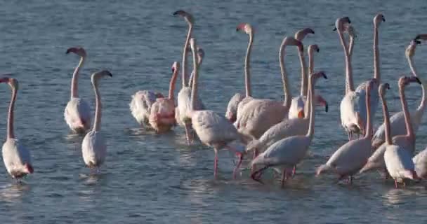 Розовые Фламинго Время Ухаживания Камарге Франция — стоковое видео