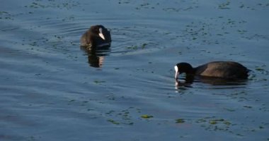 Avrasya tavuğu, Fulica atra, Occitanie, Fransa