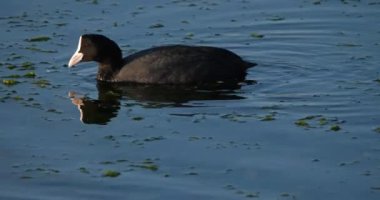 Avrasya tavuğu, Fulica atra, Occitanie, Fransa