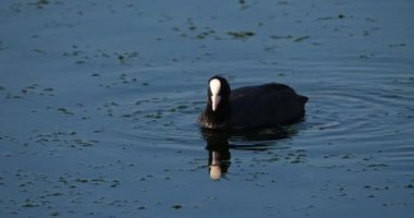 Avrasya tavuğu, Fulica atra, Occitanie, Fransa