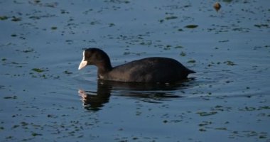Avrasya tavuğu, Fulica atra, Occitanie, Fransa
