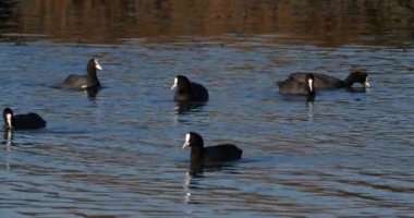 Avrasya tavuğu, Fulica atra, Occitanie, Fransa