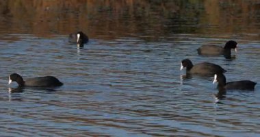 Avrasya tavuğu, Fulica atra, Occitanie, Fransa