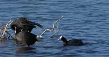 Avrasya tavuğu, Fulica atra, Occitanie, Fransa