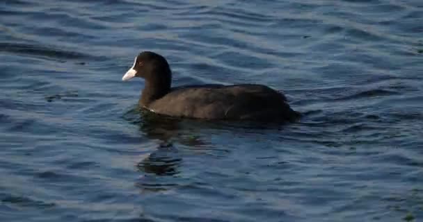 Eurasian Coot Fulica Atra Occitanie Francia — Vídeos de Stock