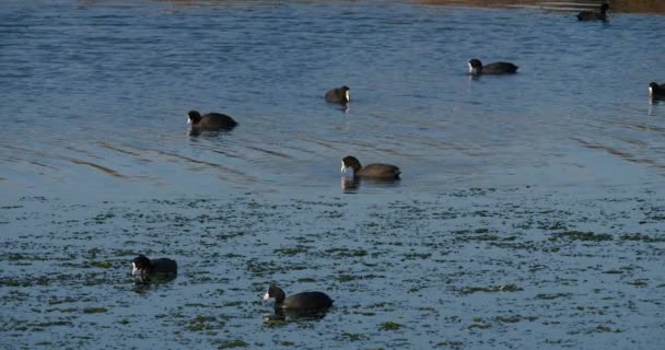 Coot Eurasiático Fulica Atra Occitanie França — Vídeo de Stock