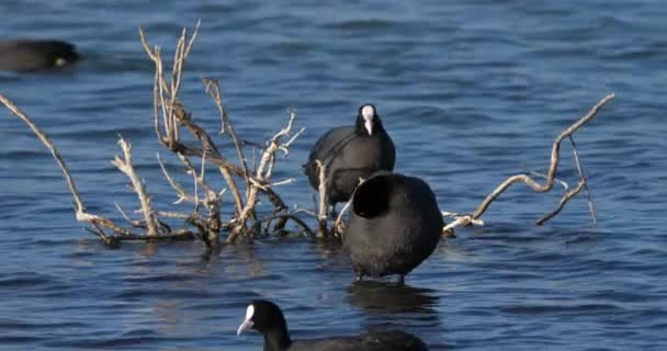 Coot Eurasiático Fulica Atra Occitanie França — Vídeo de Stock