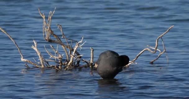 Coot Eurasiático Fulica Atra Occitanie França — Vídeo de Stock