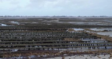 İstiridye parkları, Saint-Vaast la Hougue, Manche Departmanı, Cotentin, Normandiya Bölgesi, Fransa 