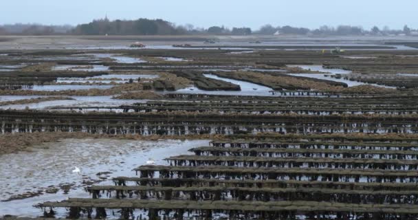 Oysters Parks Saint Vaast Hougue Departamento Manche Cotentin Región Normandía — Vídeos de Stock