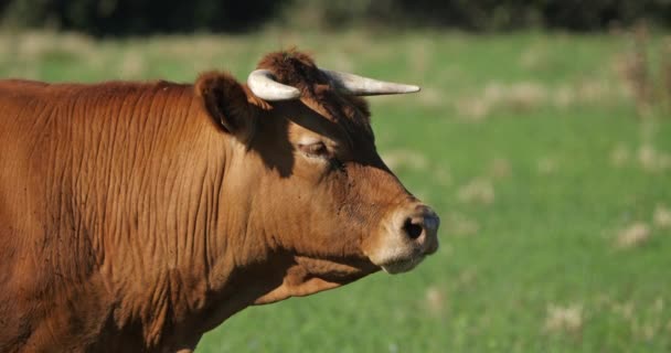 Limousin French Breed Beef Cattle — Stock Video