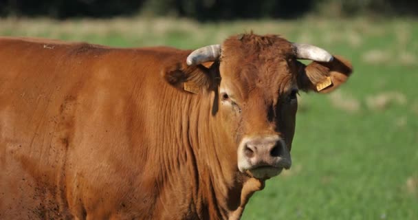 Limusina Uma Raça Francesa Gado Bovino — Vídeo de Stock