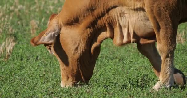 Limousin Una Razza Francese Bovini Carne — Video Stock