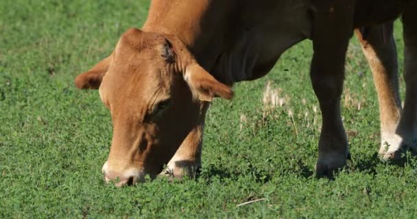 Limuzin Fransız Sığır Cinsidir — Stok video