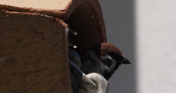 Eurasian Tree Sparrow Tiled Roof — Stock Video