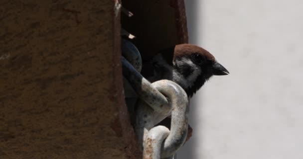 Eurasian Tree Sparrow Tiled Roof — Stock Video