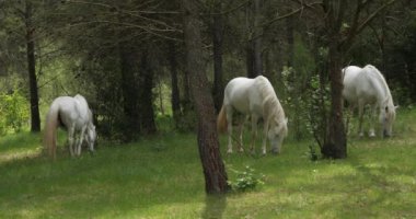 Beyaz Kamp atları, doğaüstü, Fransa