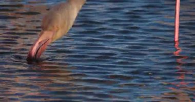 Büyük Flamingolar, Phoenicopterus gülü, Pont De Gau, Camargue, Fransa