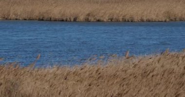 Tre sazlıklarda rüzgar, Fransa 'da Camargue
